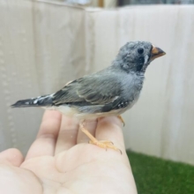 1人餌のキンカ鳥さんあとI羽です！　ちょんちょんかわいい鳥さん💓