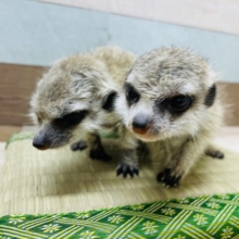 ☆土浴び動画あります♪ベビベビサイズが可愛すぎます~♡ミーアキャット！！