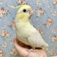 オカメインコ  パステルフェイスルチノー  (🍋•θ•🍋).*･ﾟ    2/25