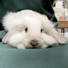 もっふもふ！ふわっふわ！！アンゴラロップ(男の子)
