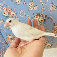一人餌､手乗り💫純白文ちゃん在舎しております✨