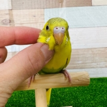 慣れてきたよ〜♡ハルクインセキセイインコ