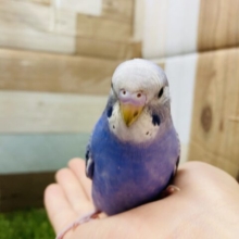 最新画像有り☆ブルーがかっこいい人気カラー！セキセイインコのオパーリン！