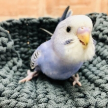 なかなかいないカラーです　セキセイインコ　オパーリン　Ｒ５　２／９撮影