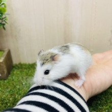 自由気ままなロボロフちゃん‼️ロボロフスキー　パイド　男の子