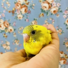 人気のハルクインさん再び❢ヒナちゃん入舎です❢🌻