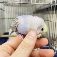 最新画像になりますよ‼️レアカラー✨不思議な色合いのセキセイさん！　セキセイインコ　イエローフェイスシナモンオパーリン