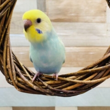 最新画像有り♪明るめグリーンの可愛いコ！セキセイインコのパステルカラーレインボー！