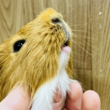 【最新動画更新🪄】小山店初！？さらさらヘアーのモルくんです🫧シェルティモルモット(男の子)