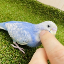 最新画像になりますよ‼️大人気♪水色のスパングルさん登場です‼️ セキセイインコ　スパングル