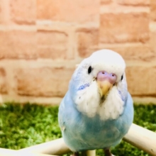すっきり青空カラー　セキセイインコ　Ｒ５　２／１６撮影