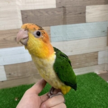 優顔のシロハラインコの雛入舎ですよー!!