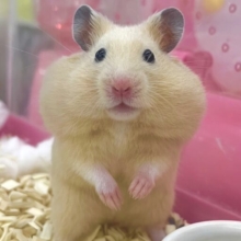 最新画像になりますよ‼️とっとこちびっこキンクマちゃんズ② キンクマハムスター　女の子