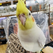 べったなれ♡良く鳴くルチノーオカメ☆