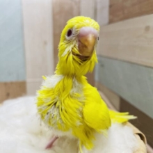 サンサン明るいカラーのコ！セキセイインコのルチノー！