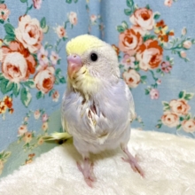 セキセイインコ  イエローフェイスライラック  💐*💜  2/18