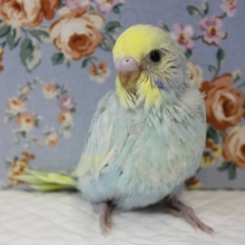 キミかわいいね🥰手乗りセキセイインコ(レインボーパイド)💙