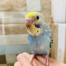 最新画像有り☆クリクリおめめが可愛らしい！セキセイインコのレインボー！