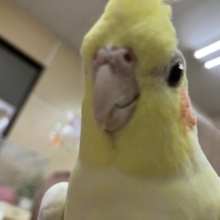 オカメインコ ルチノー！ぱっちり！むっちり！むっちむち！