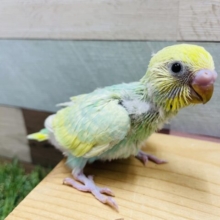 エメラルドグリーンの明るいコ！！セキセイインコのパステルカラーレインボー！