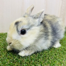 うさぎのぬいぐるみさん💓　ネザーランドドワーフ　トーティ