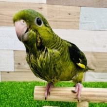 大きなお目目♡サザナミインコ(ノーマル)のヒナ❤
