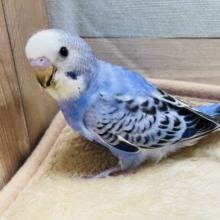 明るいブルーが可愛いコ！セキセイインコのオパーリン！