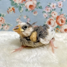 文鳥  パイド系  🤍🖤🌸   2/11