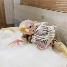 人気の高いレアカラーのヒナさんです！シルバーイノ文鳥！