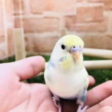 綺麗なカラーです　セキセイインコ　Ｒ５　２／１６撮影