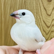 美形すぎます。。。シルバー文鳥 ヒナ