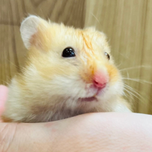 【最新動画更新🪄】食べものには目がありません！！サテンハムスター(男の子)