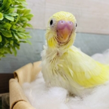 あわ〜いクリームカラーのセキセイインコやって来ました♪