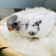 白い体に黒い模様がかっこいい！セキセイインコのハルクイン！