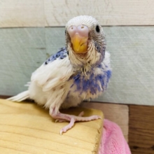 元気いっぱい☆白×青のパイドセキセイインコ！