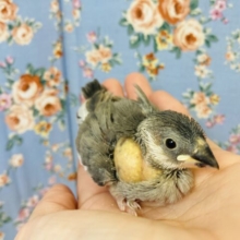 そのうが丸見え(*∩ω∩)桜文鳥のヒナちゃん入舎です🌸②