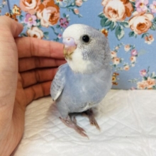 静かなお色🤍手乗りセキセイインコ🤍(グレースパングル)