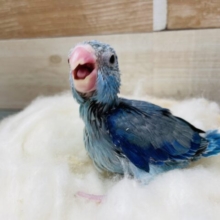 ブルーのかっこいい男の子！マメルリハインコのブルー！
