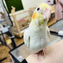 【最新画像・動画更新🪄】かわいいかわいいヒナちゃんです♡オカメインコ(ルチノー)ヒナ