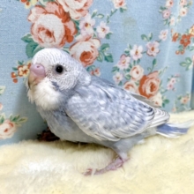 セキセイインコ  モーヴスパングル  💐🫧  2/3