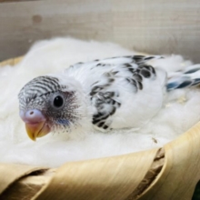 白黒カラーのキュートなコ！セキセイインコのハルクイン！