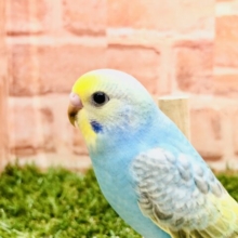 鮮やかセキセイ　セキセイインコ　パステルレインボー　Ｒ５　２／１撮影