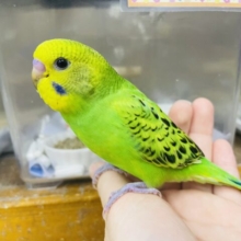 １人餌！最新画像になりますよ！！スマートなセキセイさんを目指します✨　セキセイインコ　オパーリン