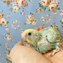 明るいレインボーカラーです💛手乗りセキセイインコ(パステルレインボー)