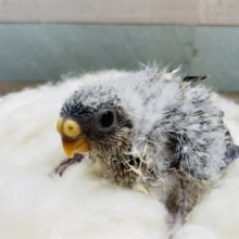 わたわた可愛いレアカラー！アキクサインコのノーマル！