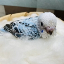 ほわほわ可愛いブルーのコ！セキセイインコのオパーリン！