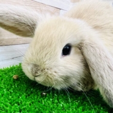 ミルクティーカラー♡ロップイヤーの仔ウサギ入舎です☆