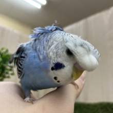 羽衣セキセイインコ！ギラり！オラオラ！