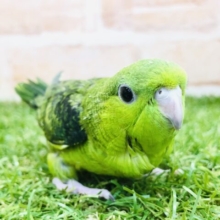 人気種の一羽です　サザナミインコ　グリーン　R５　２／２３撮影