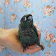 光り輝く最高のグラデーション💙手乗りウロコインコ(ブルー)💙